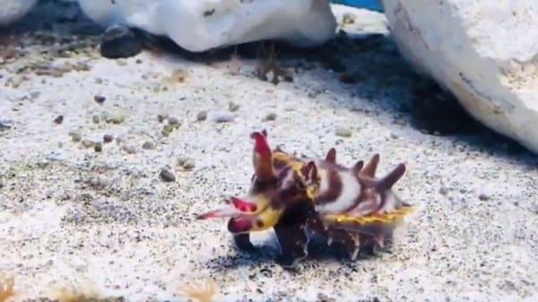 背中の模様が変化する ハナイカ の動きがかわいい イカなら墨も吐く 生態を水族館に聞いた