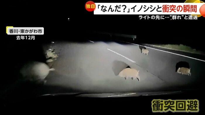 突然現れたイノシシの群れ（撮影者：井上満さん）