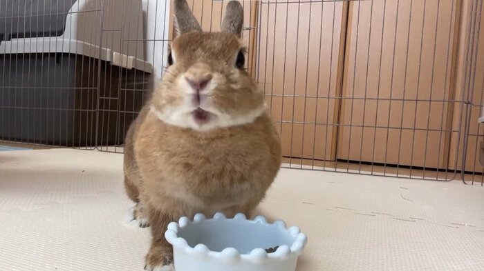 もぐもぐ食べるむぎちゃん