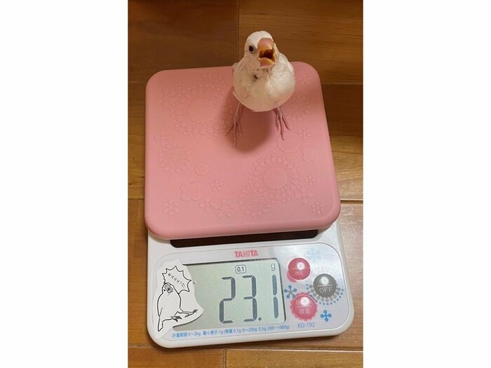 ろろちゃんの雛時代