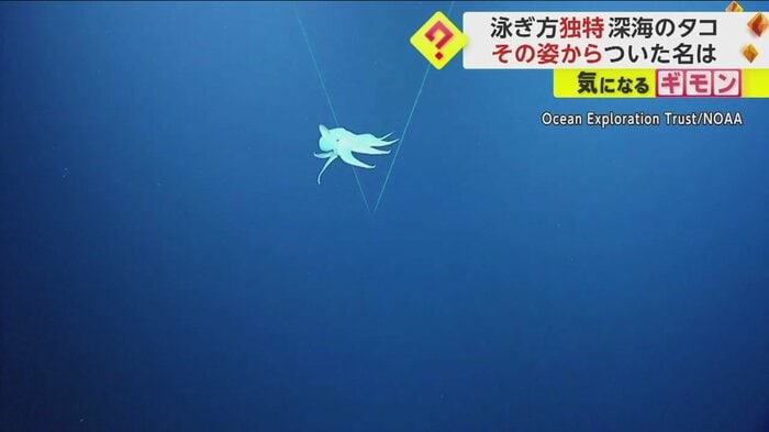 深海をゆっくりと降りてくる白い生き物