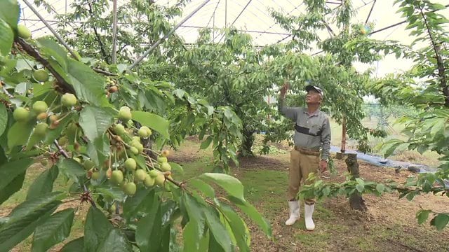 福島市飯坂町・紺野果樹園の紺野孝一さん
