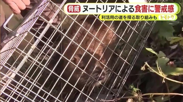 ワナにかかったヌートリア