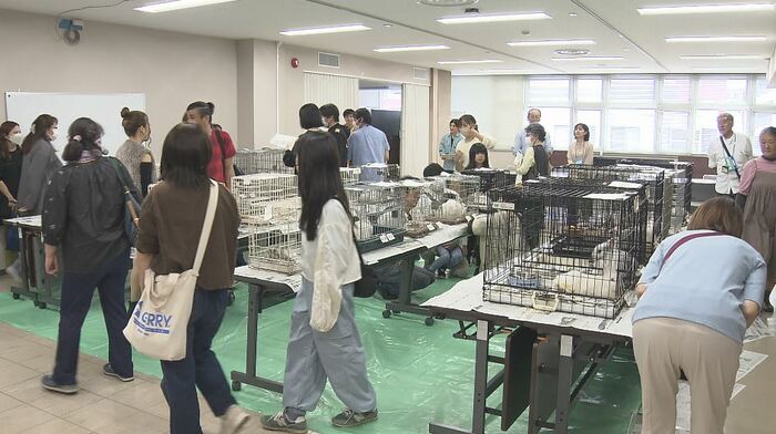 ウサギの緊急譲渡会(伊那合同庁舎)