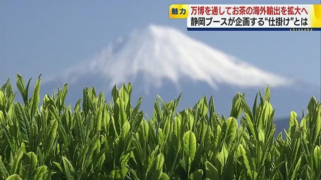 茶畑越しの富士山(イメージ資料)