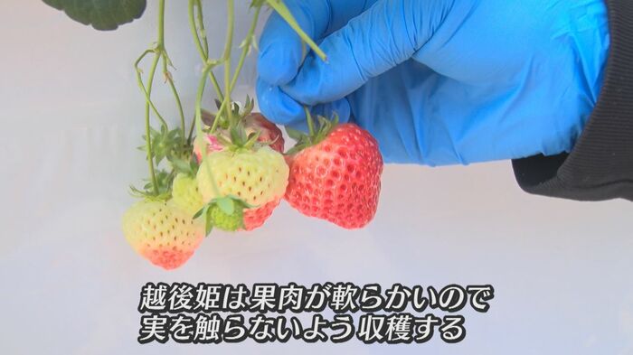 繊細な越後姫