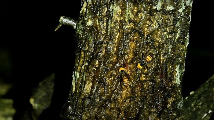 樹液はオオスズメバチが占領(提供:小島講師)