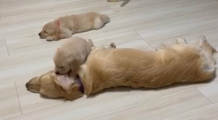 違う子犬にも無反応なシェリーちゃん(提供:NAOMIさん)