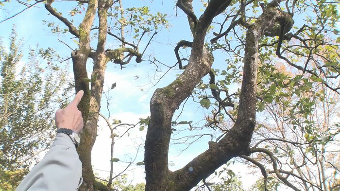 クマが登っていた柿の木