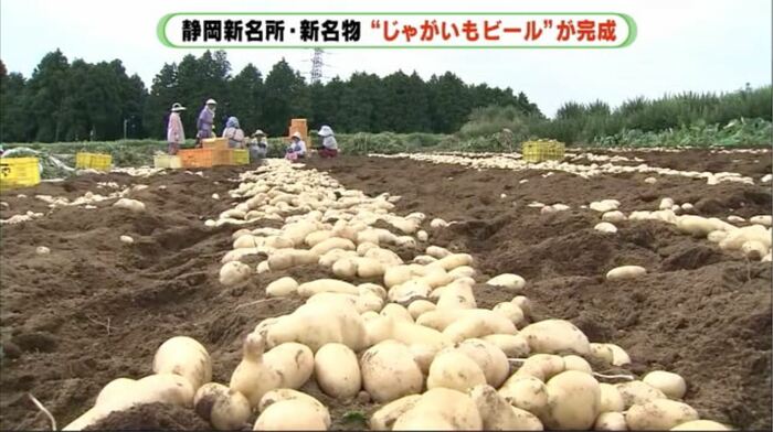 「三島馬鈴薯」