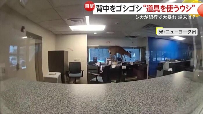 窓際のデスクで暴れ回るシカ（Suffolk County Police Department）