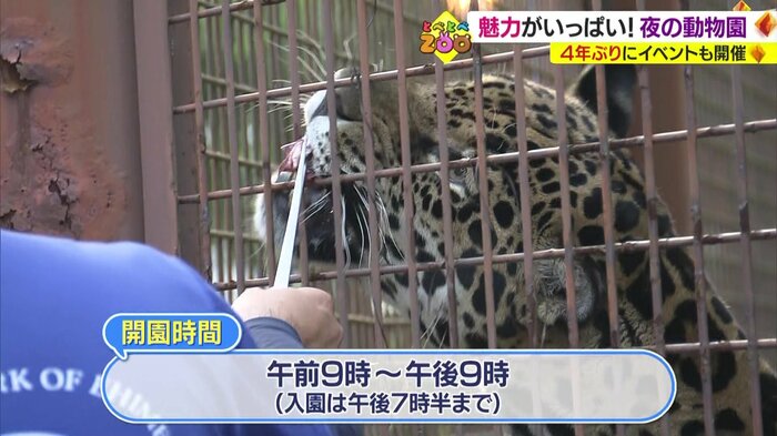 夏の人気イベント「夜の動物園」が開幕(愛媛県立とべ動物園)
