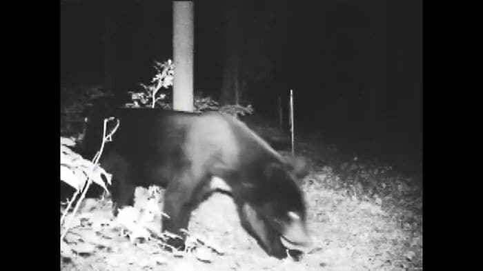 電気柵に反応して逃げ去るクマ（岩手県公式動画チャンネルより）