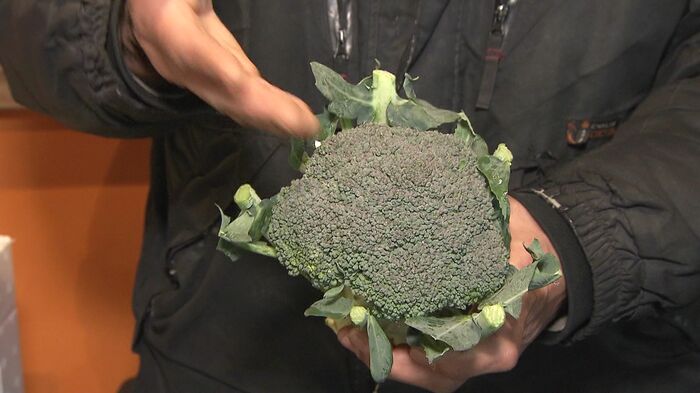 ブロッコリーは紫がかったものが新鮮でおいしい