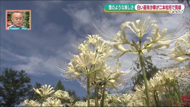 初秋の空の下には…雪景色!?白い曼殊沙華3000本が見ごろ<福島県二本松市・安達ヶ原ふるさと村>