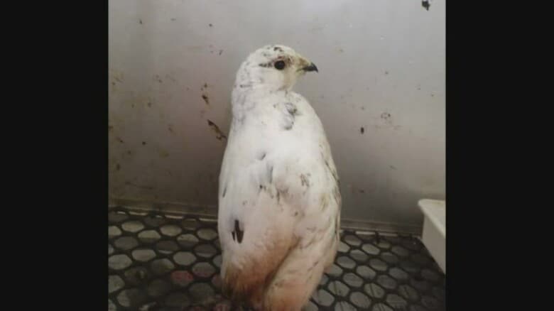 飼育のニホンライチョウが1カ月で相次ぎ死ぬ ファミリーパークは詳しい検査や消毒作業実施へ｜FNNプライムオンライン