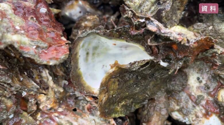 相次ぐ養殖カキ死滅　原因は「高水温」と「高塩分」か　東広島市安芸津町では９割以上が死滅　広島｜FNNプライムオンライン