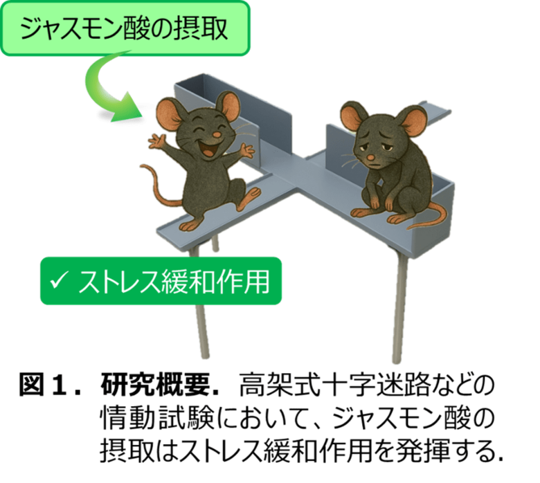 植物ホルモンとして知られていたジャスモン酸が動物で精神的ストレスの低減効果を発揮する新しいメカニズムを解明