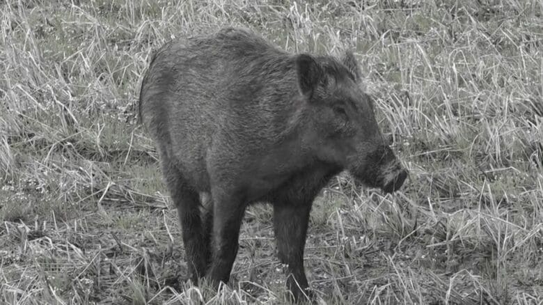 新潟市の市街地でも“イノシシ”の目撃情報　民家直近のため警察などが注意呼びかけ｜FNNプライムオンライン