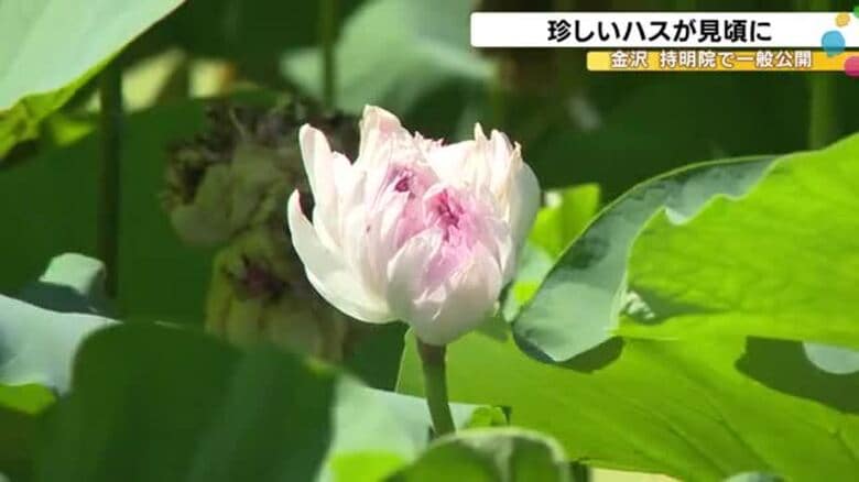 金沢でハスの花が見頃「涼しげなハスをみて気持ちだけでも涼んで」|FNNプライムオンライン