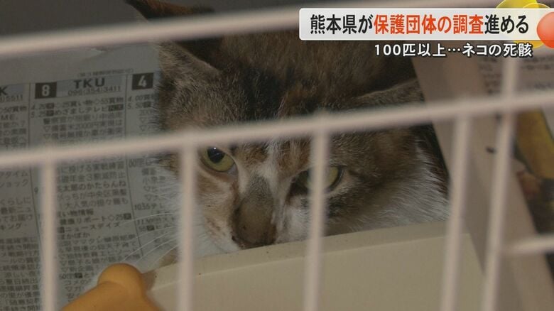 「悲劇的な結果にとても残念」保護ネコ活動の女性宅でネコの大量死に熊本県が『登録譲受団体』を調査　管轄する熊本市とも連携｜FNNプライムオンライン