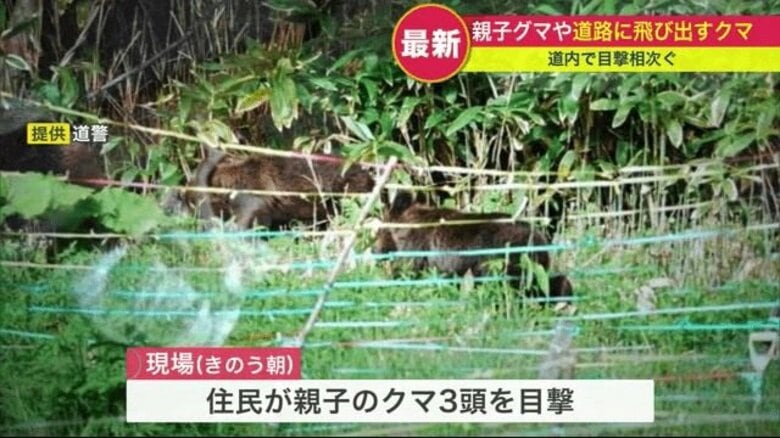 北海道でクマ出没相次ぐ…車と衝突したクマ すぐに起き上がり姿消す｜FNNプライムオンライン