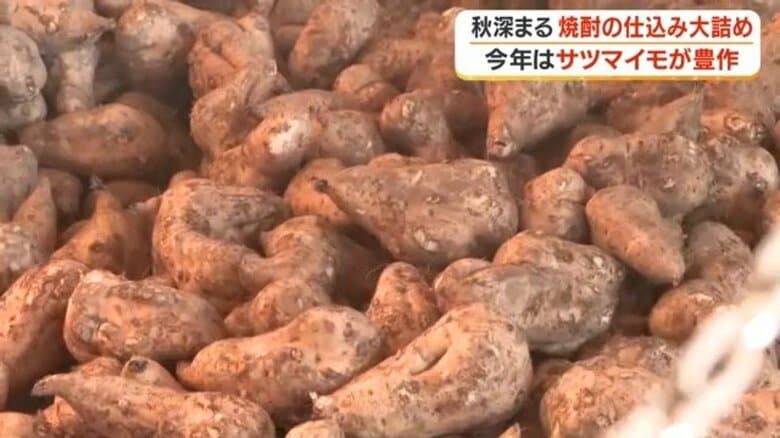 新焼酎は11月中旬から 豊作のサツマイモで仕込み 鹿児島・鹿屋市|FNNプライムオンライン