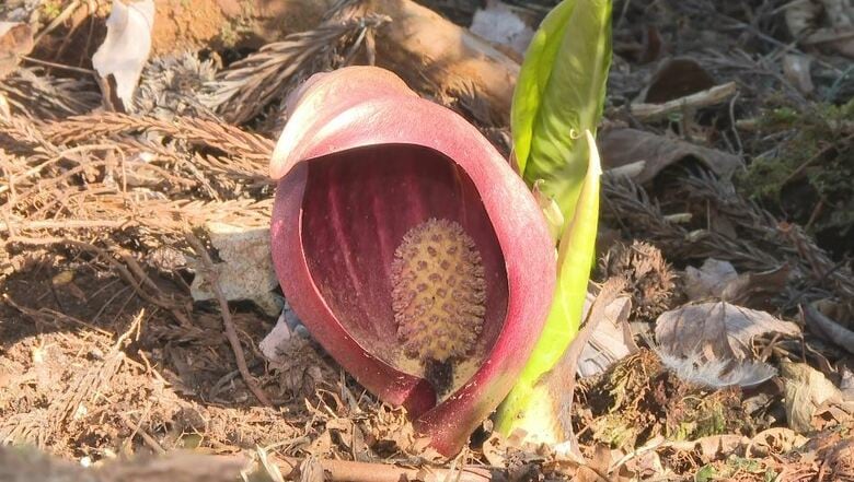 「変わった形で面白い」お坊さんが座禅を組む姿に似た「ザゼンソウ」の花が見頃　長野・阿智村の「原の平座禅草公園」に約500株｜FNNプライムオンライン