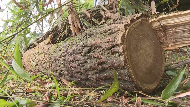 「間一髪助かった」　道路脇の木が突然倒れ作業中の男性の上に...　幹や太い枝の直撃は免れ軽傷で済む　台風の大雨が影響か｜FNNプライムオンライン