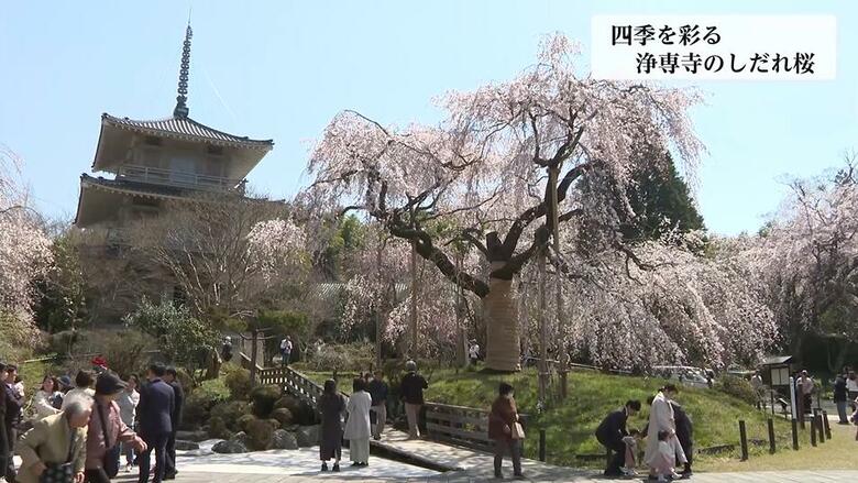 「永遠に生きて欲しい」　四季を通じて人々の胸を打つ「しだれ桜」の優美で壮大な姿　江戸時代に京都から持ち帰った苗木を代々守り続ける住職の想い｜FNNプライムオンライン
