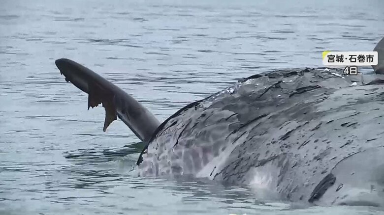 死んだクジラ埋められる　漁業被害を懸念…体長は「13m」骨になるまでの時間は？｜FNNプライムオンライン