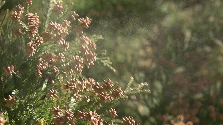 花粉症と無縁の島　花粉がほぼ飛んでいない「避粉地」として注目の平戸・的山大島(あづちおおしま）へ潜入取材｜FNNプライムオンライン