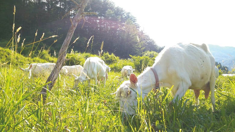 放牧されお腹いっぱい草を食べる宝さんのヤギ（『ヤギと暮らす』より 写真／石井沙苗）