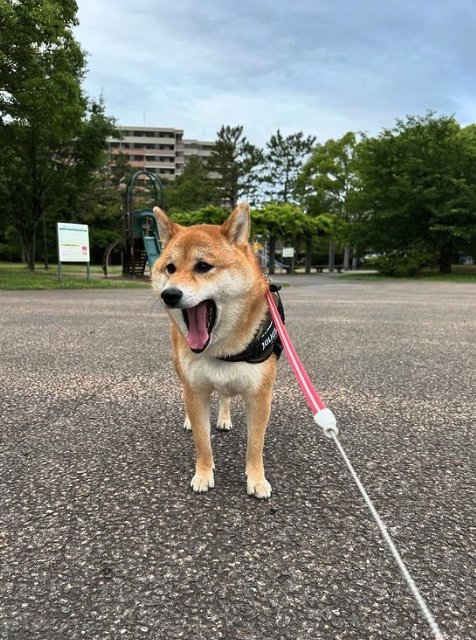 提供：はちさん