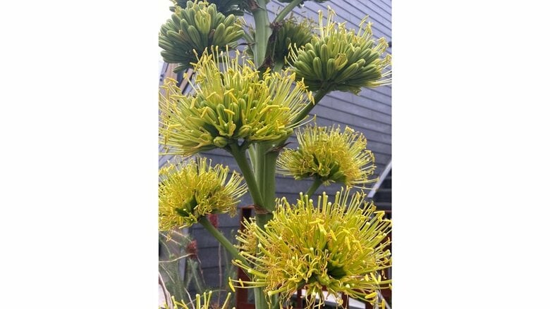 花部分をアップ