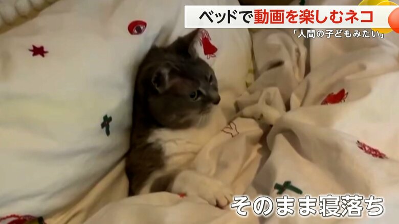 ベッドが暖かかったのか、そのまま寝落ちしてしまったメグちゃん