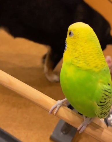 さくらちゃんが近づくとちょっとビックリした様子のシャインくん