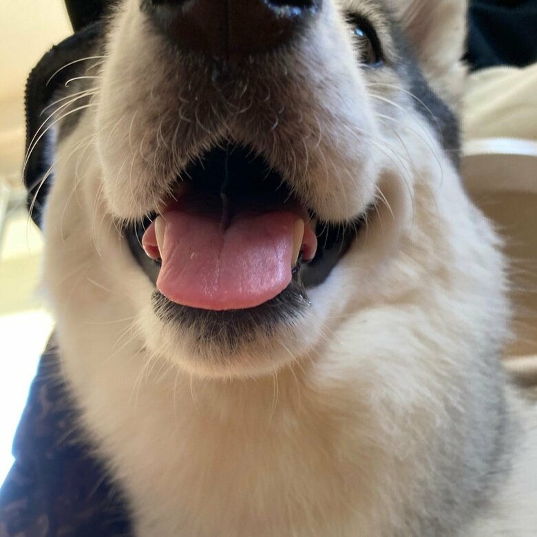 舌のアップはこんな感じ