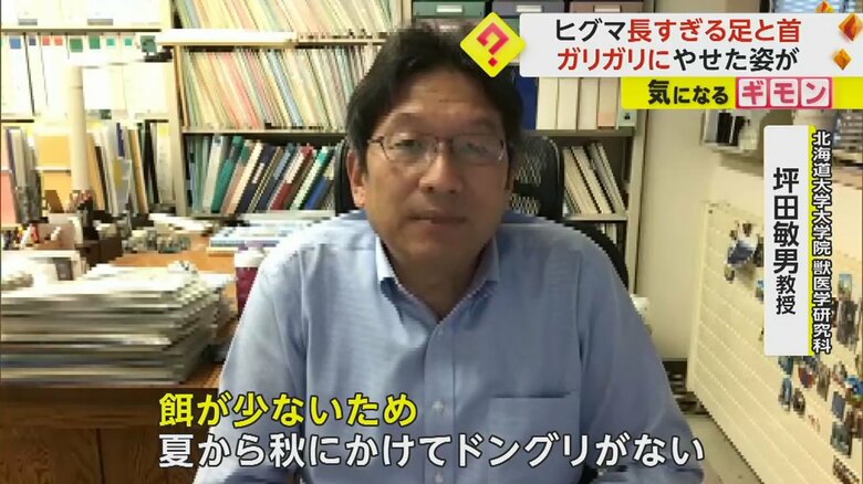 ヒグマがやせた理由について話す、北海道大学大学院獣医学研究科・坪田敏男教授