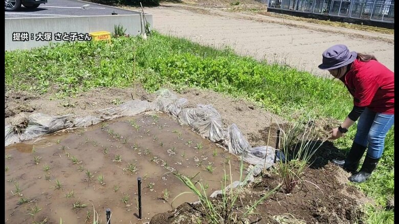 小さな田んぼで米作りを始めた大塚さん