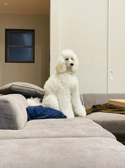 座る姿もどことなく人間っぽい？