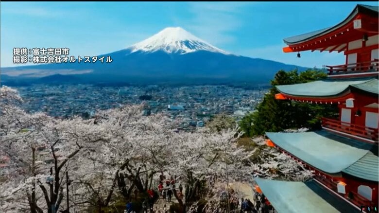 2026年は中止すると発表された「新倉山浅間公園」の桜まつり（山梨・富士吉田市）