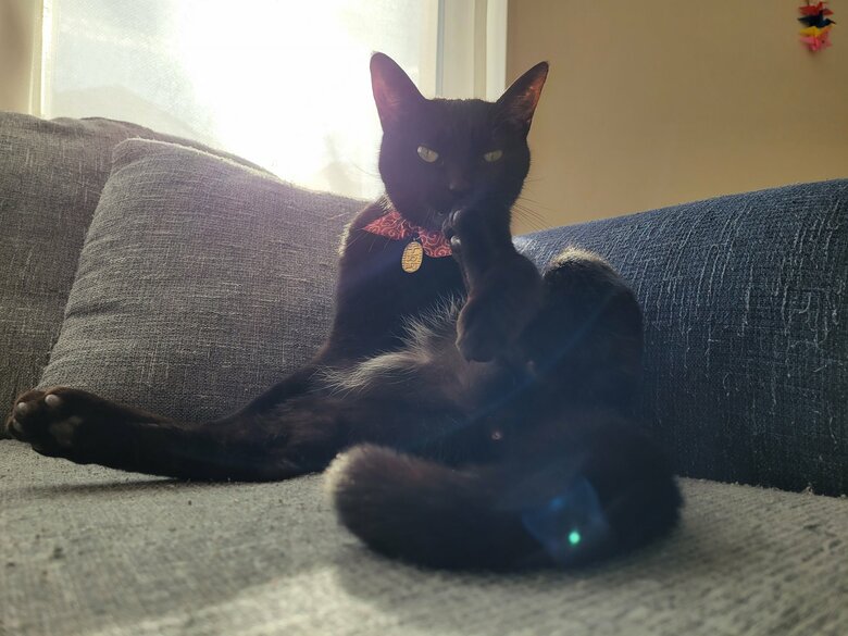 提供：仔猫を拾ったので