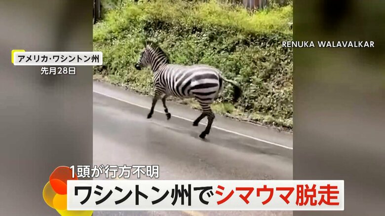 女性が車から撮影した脱走したシマウマの映像