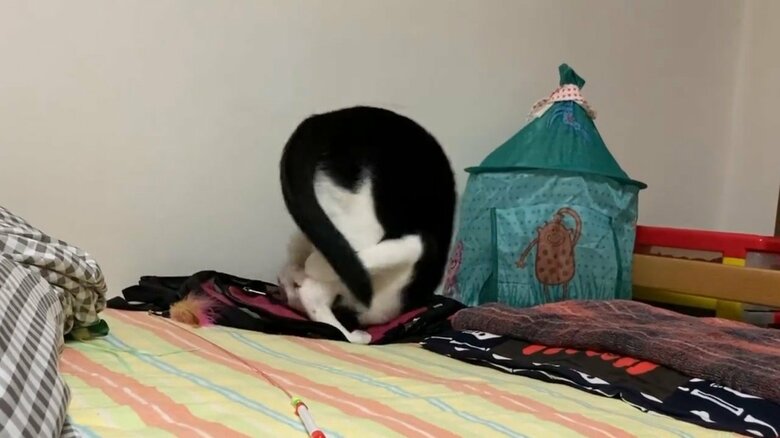 前足で後ろ足をしっかり抱えてでんぐり返し