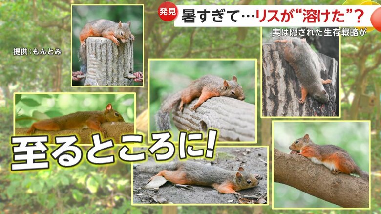 あまりの暑さでとんでもない姿になったリス（24日正午、東京・武蔵野市の井の頭自然文化園）