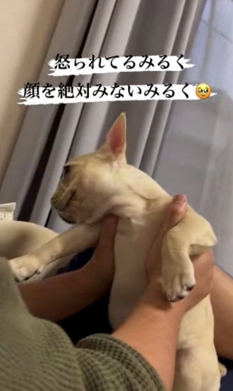 提供：みるくちゃん