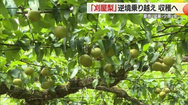 カメムシ大発生と去年の豪雨の因果関係はわからないが、水没した川沿いの畑からやられた