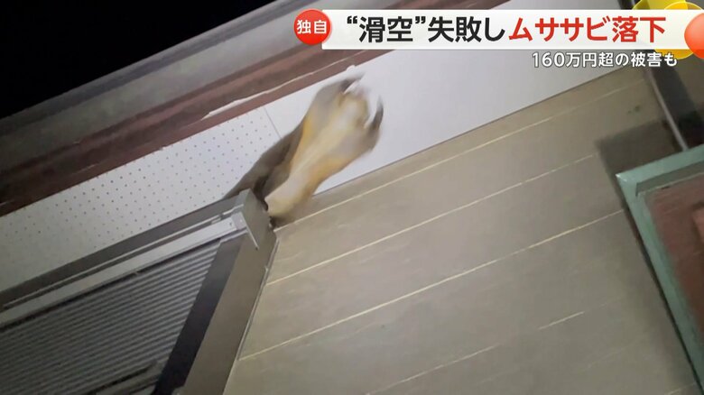 ムササビが、ジャンプしようとして軒裏に頭をぶつけ、そのまま落下する様子②