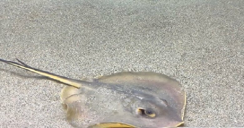 砂上のアカエイ（提供：浜名湖体験学習施設ウォット）